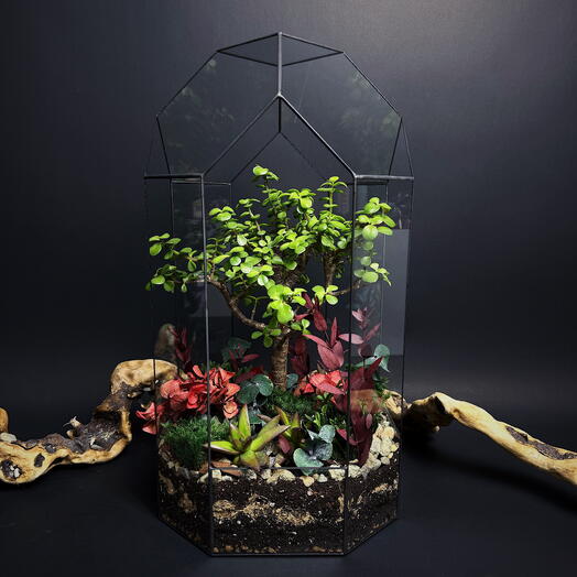 Флорариум с деревом-бонсай портулакария "Волшебный лес"