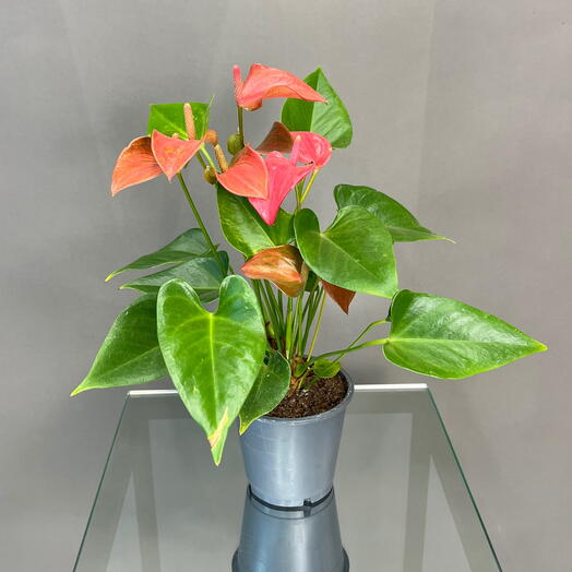 Антуриум розовый