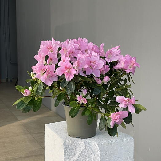 PINK GLASS Азалия пышная цветущая