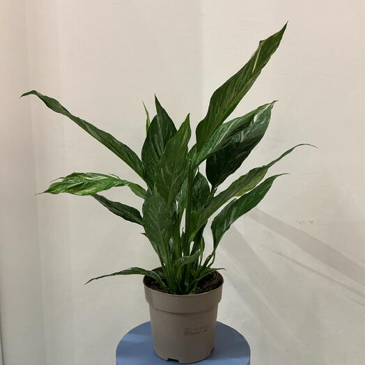Спатифиллум Diamond Variegata