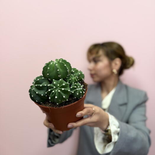 Кактус -Эхинопсис 🌵