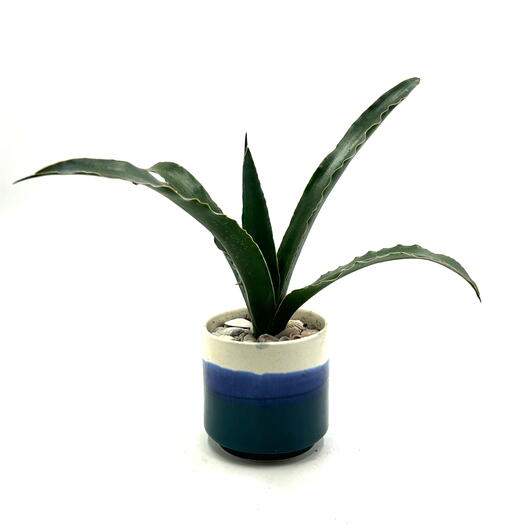 Сансевиерия Катана (Sansevieria cylindrica Katana )