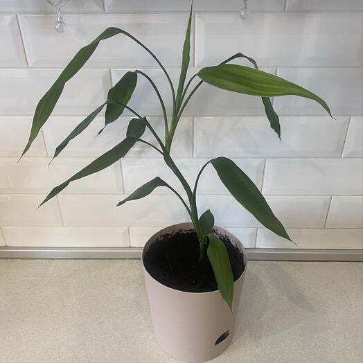 Драцена сандера в горшке 3 л