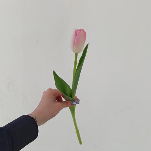 Тюльпан нежно-розовый