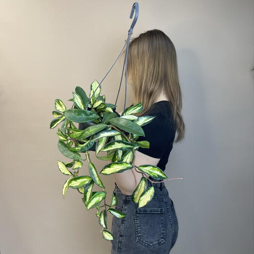 Комнатное растение подвесное Хойя 🌿