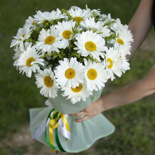 Ромашка полевая одноголовая, 19шт