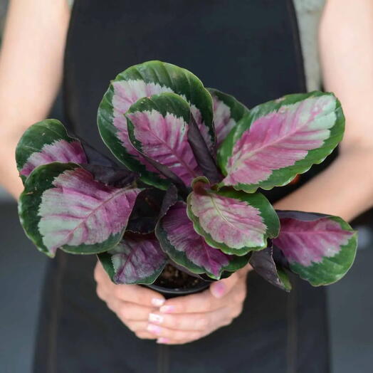 «Калатея Розеопикта» (Calathea roseopicta)