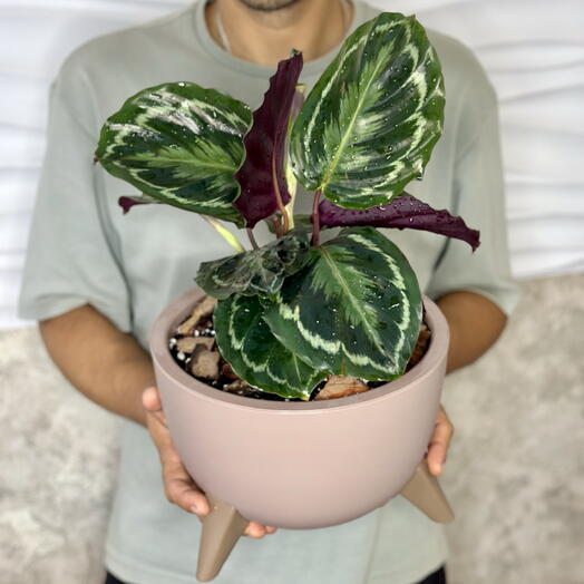 Калатея Медальон в кашпо🌸🌿