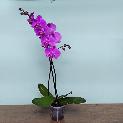 Orchid 1