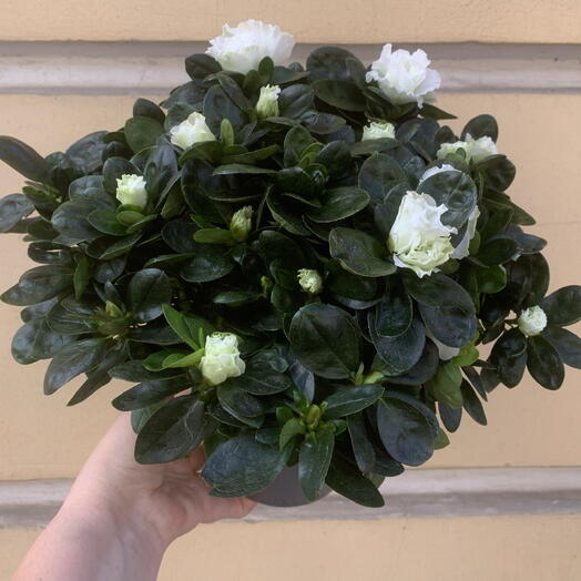 Азалия махровая белая