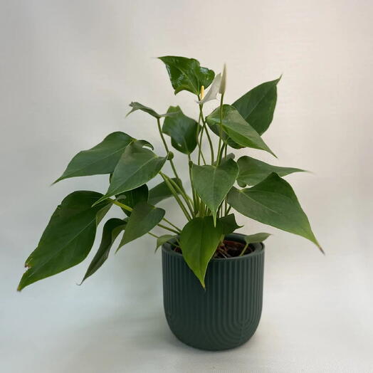 Антуриум Андре сорт Элидо/ Anthurium Andreanum Elido