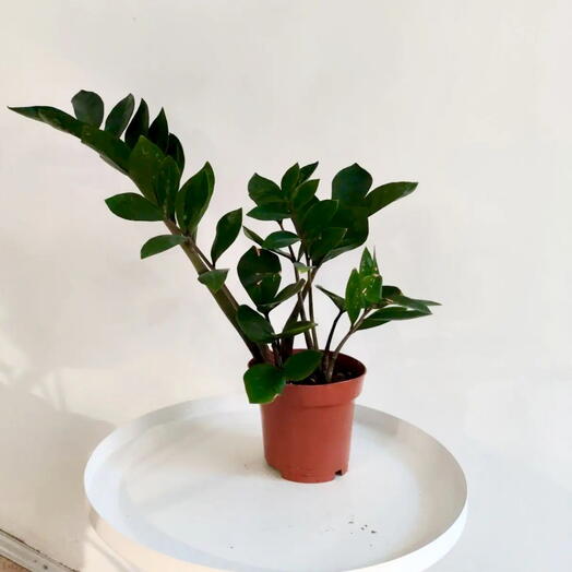 Zamiokulkas is a houseplant