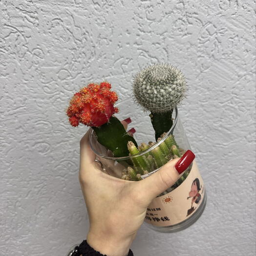 Кактус в стекле