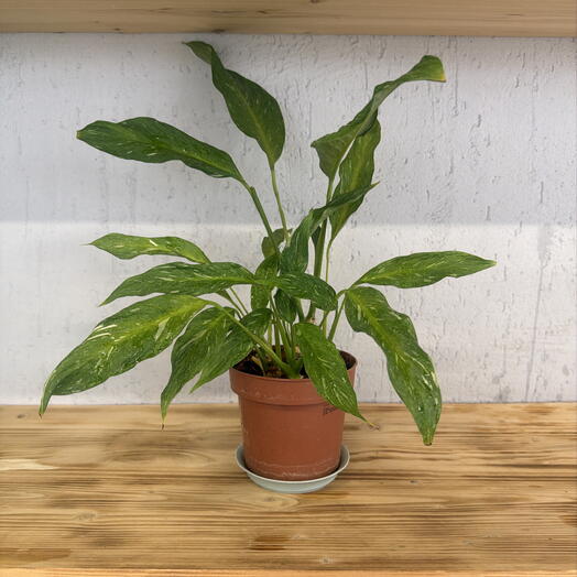 spathiphyllum