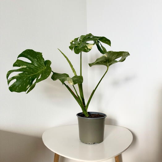 Monstera deliciosa Variegata