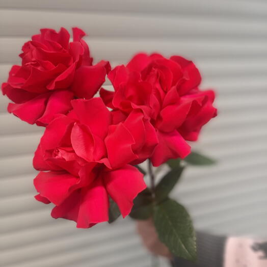 Роза Французская