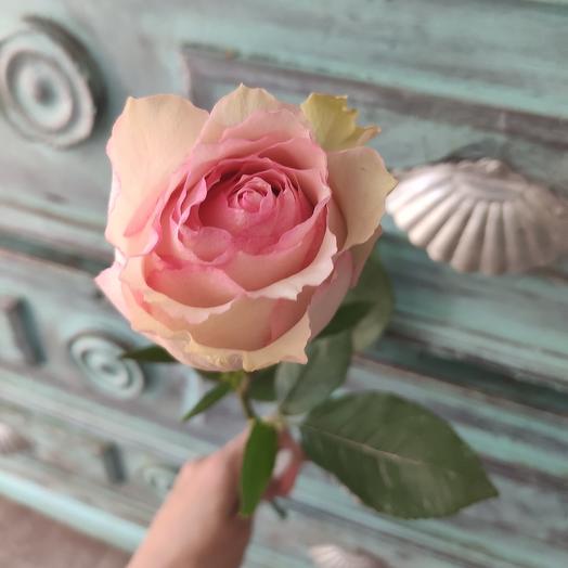 Rosa