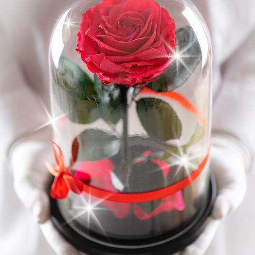 Rosa estabilizada en matraz Therosedome Premium VIP 7-8 cm, fucsia