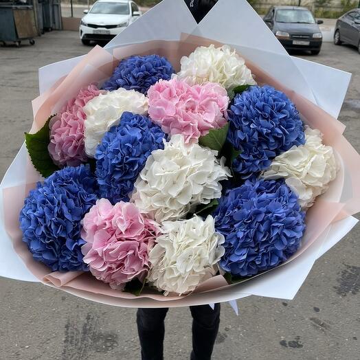 Гортензия Голландские