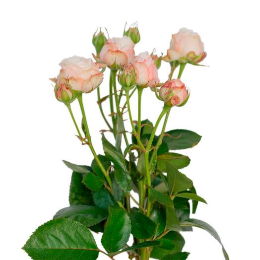 Пионовидная роза Bombastic