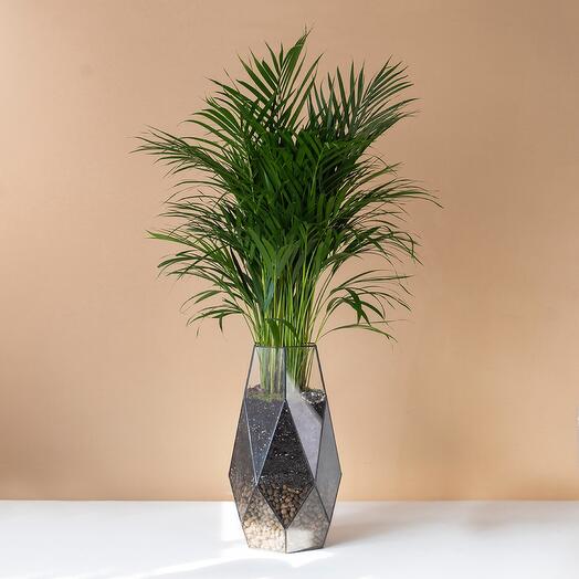 Areca palm in a planter