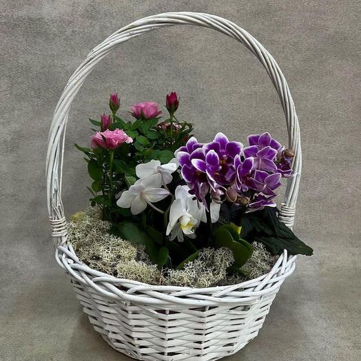 Композиция из фиалок и розы в корзине, Live Plants Moscow, buy at a ...