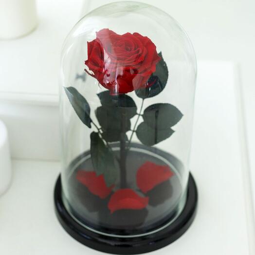 Роза в колбе «King» красная