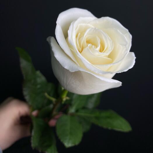 Peony-shaped White Rose Ecuador
