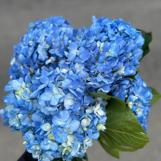 Blue Breeze
