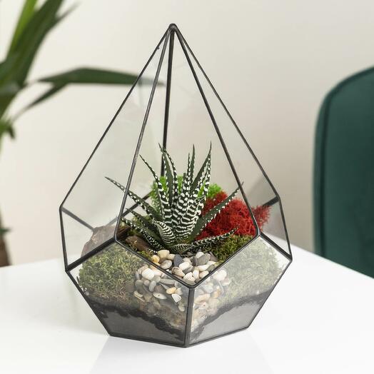 Suculenta Haworthia en florarium Drop