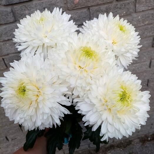 Bouquet of 5 chrysanthemums magnum