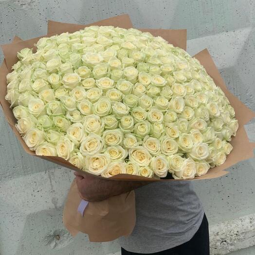 Роза белая 201