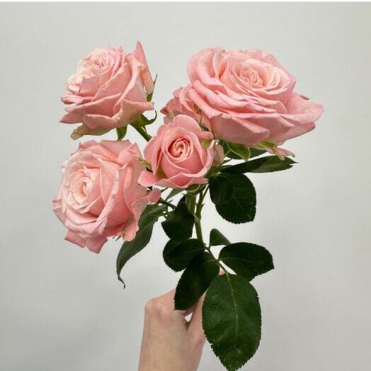 Кустовая пионовидная Роза мадам бомбастик от 9шт