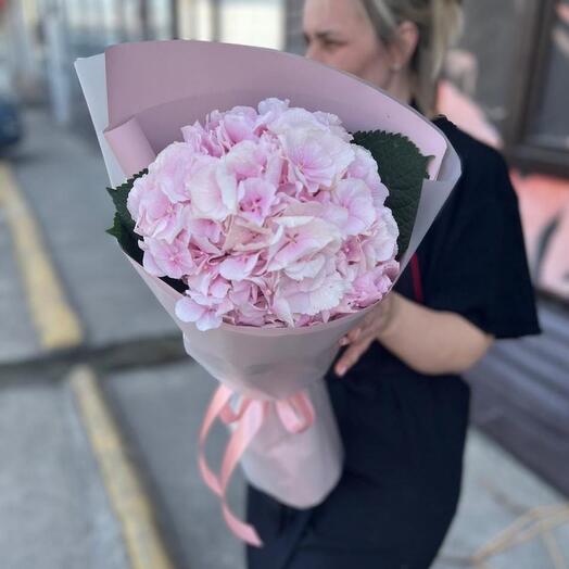 Голландская гортензия 🩷