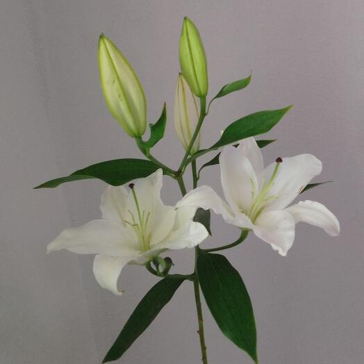 Lily