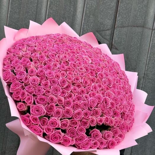 Роза Аква 301 шт