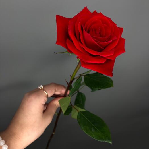 Rose Red naomi