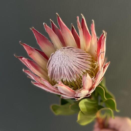 Protea rosa