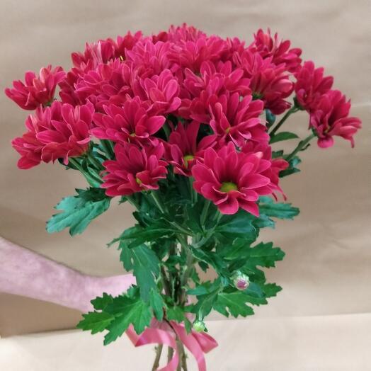 Chrysanthemum