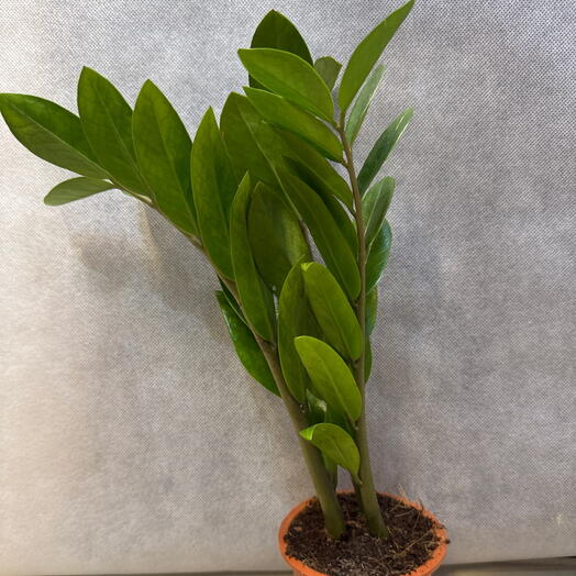 Zamioculcas 35cm