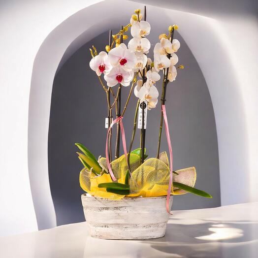 Orquideas con maceta