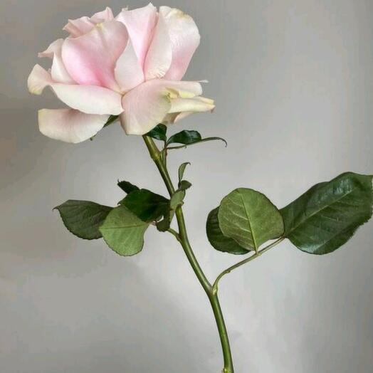 Rosa francesa pinkmondial