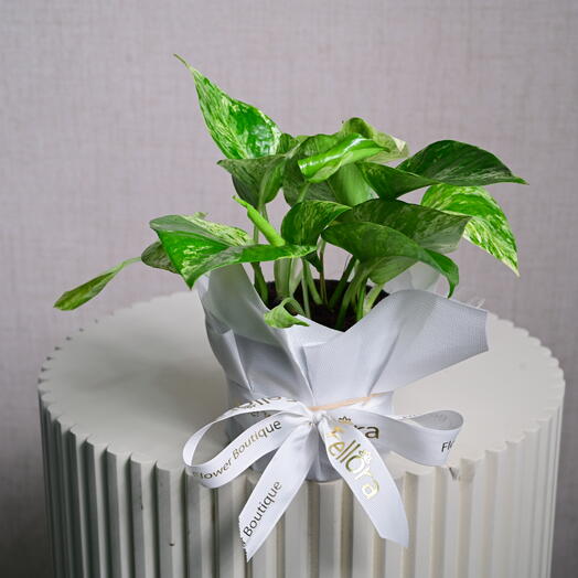 Golden Pothos Plant