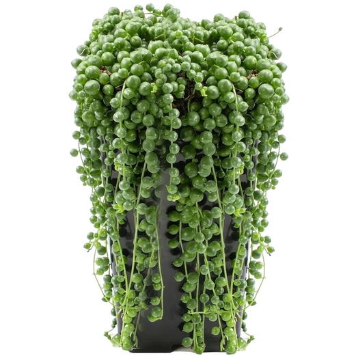 Senecio Rowleyanus String of Pearls