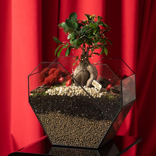 Фикус Бонсай во флорариуме "Сердце" , подарок