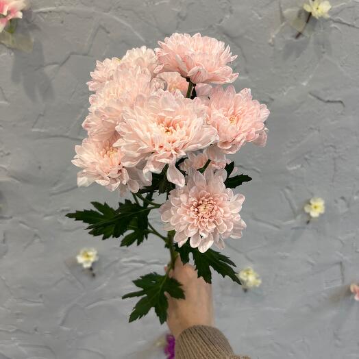 The peach chrysanthemum