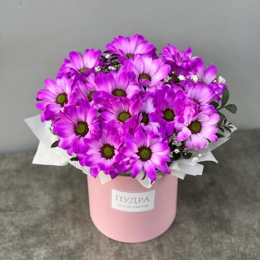 Хризантема фуксия Розовые сны