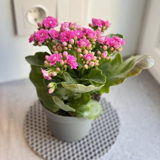 Kalandiva (Kalanchoe