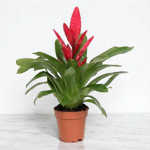 Vriesea Flaming Sword Plant – Indoor Tropical Bromeliad – Red Flowering Air-Purifying Houseplant – 40cm Tall – Easy Care
