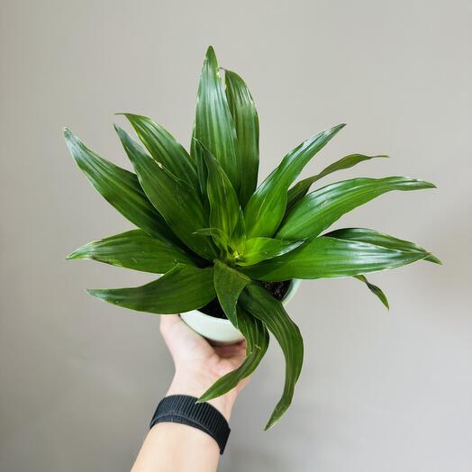 Драцена Компакта в керамическом кашпо